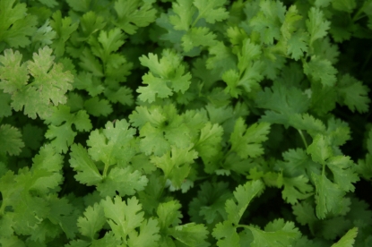 Picture of Coriander Calypso